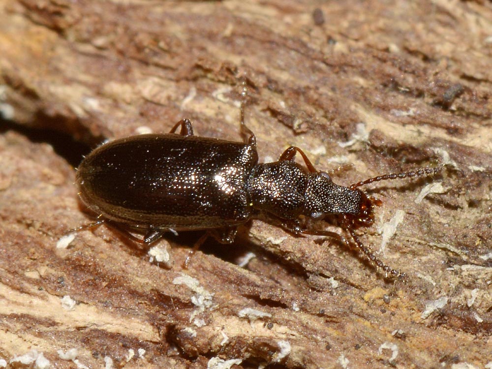 Salpingus aeneus (cf.)